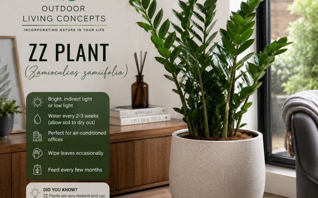 Do You Know How to Care for a ZZ Plant?