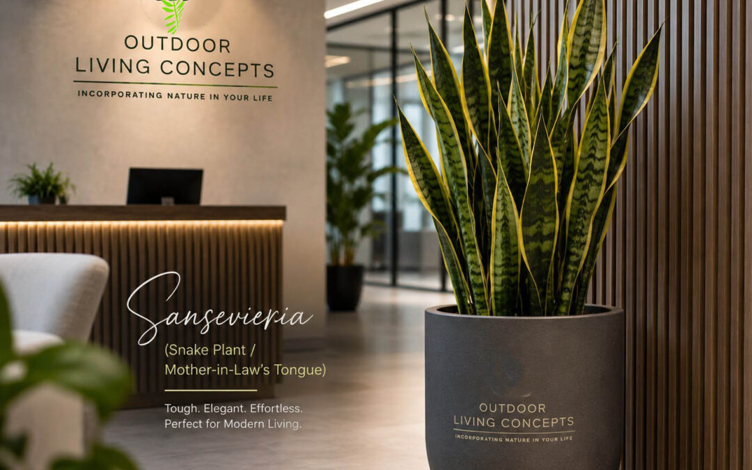 Do You Know How to Care for a Sansevieria?