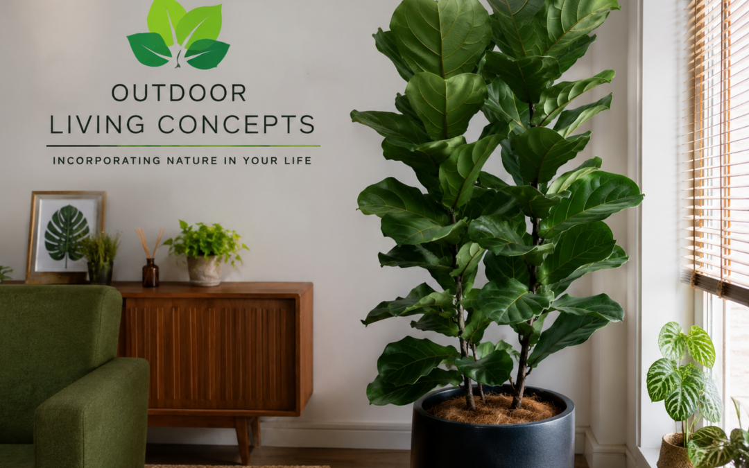 How to Care for a Ficus Lyrata at HOME!
