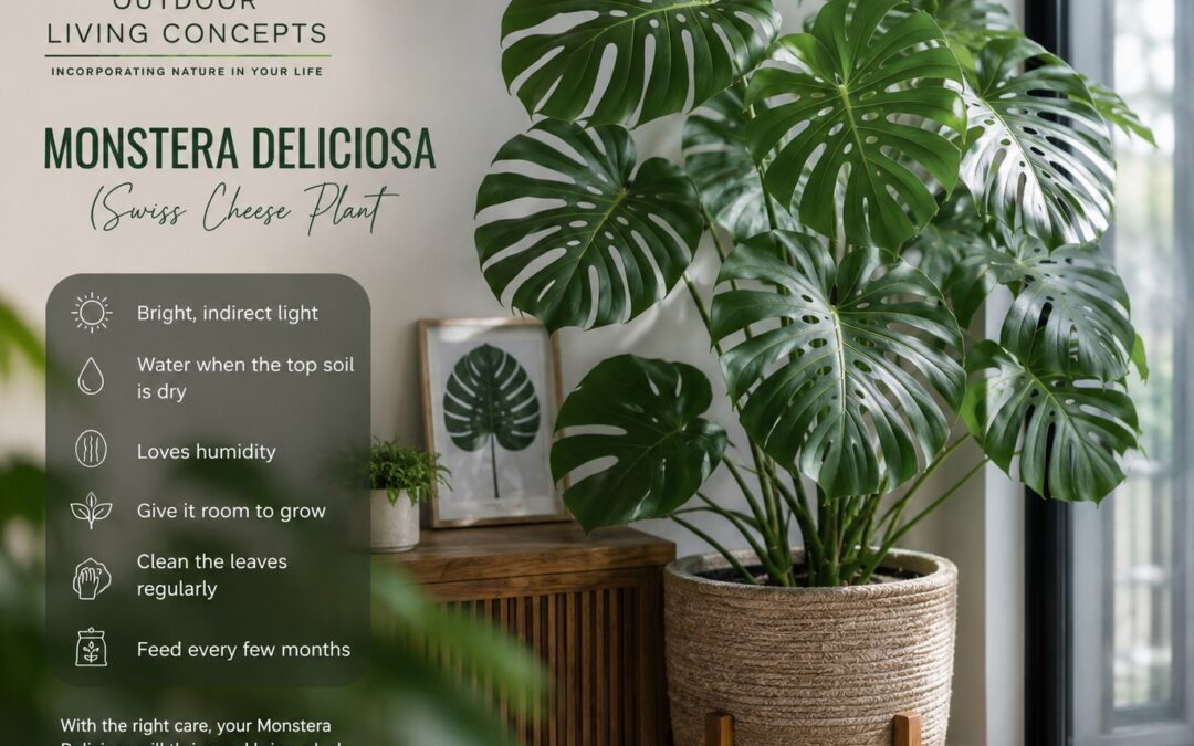 Do You Know How to Care for a Monstera Deliciosa?