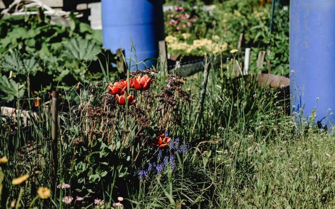 Grow Your Own Organic Vegetables, A Small Garden Can Make a Big Difference